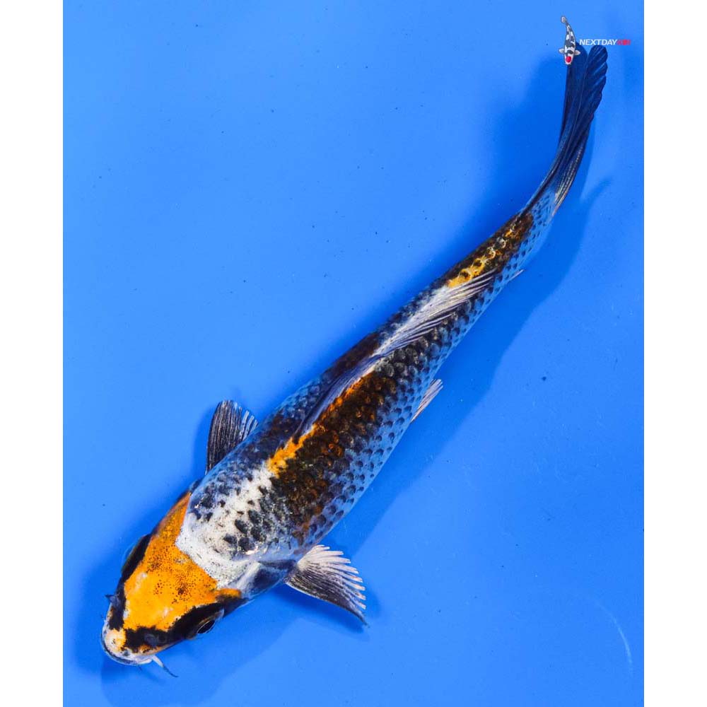 5” Imported Kujaku