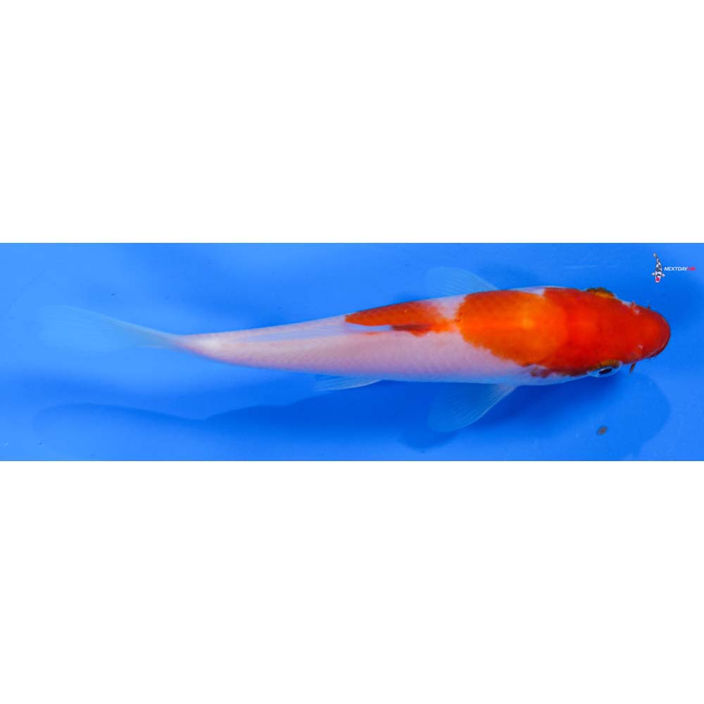 5 Imported Kohaku
