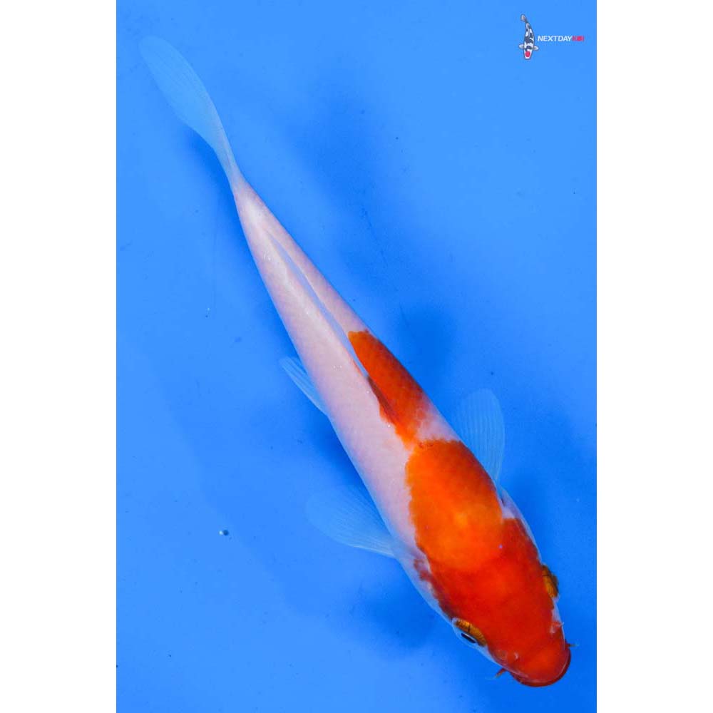 5 Imported Kohaku