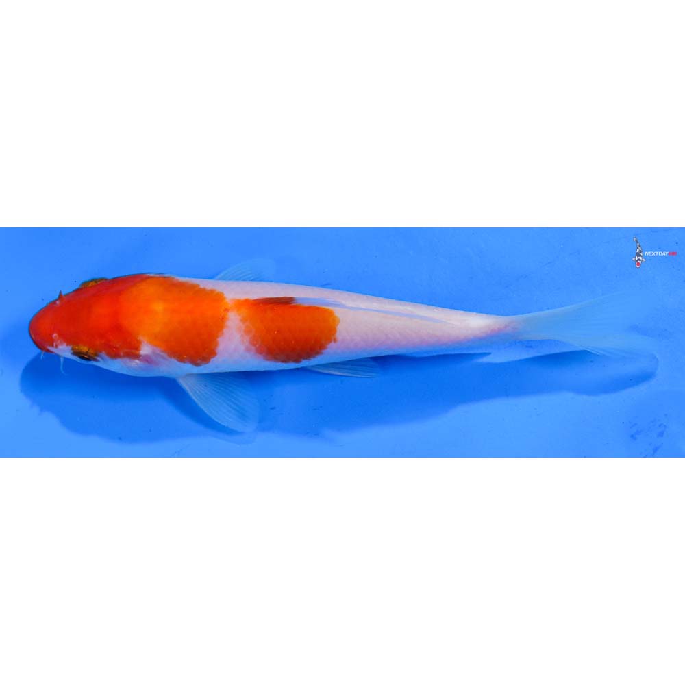 5 Imported Kohaku