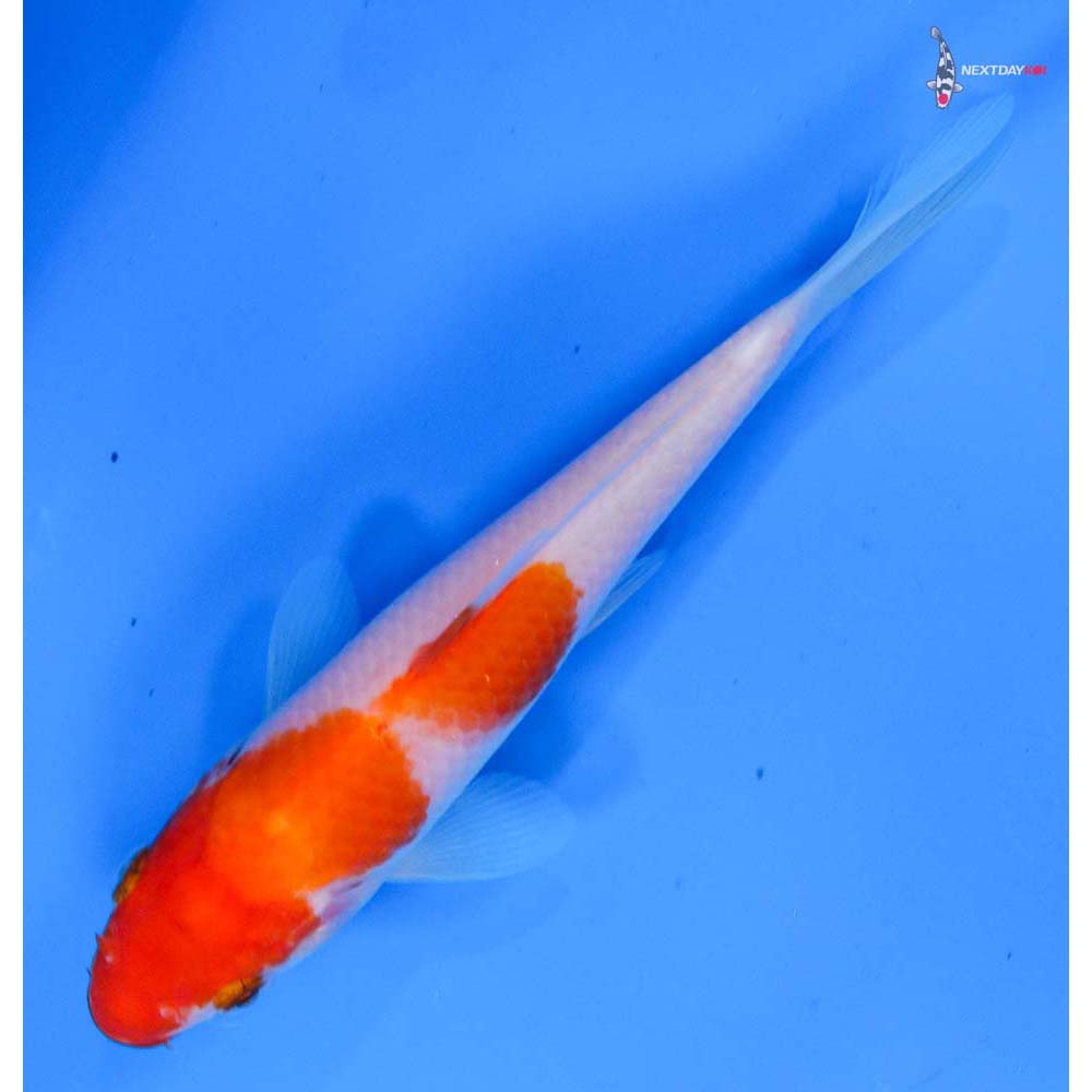 5 Imported Kohaku