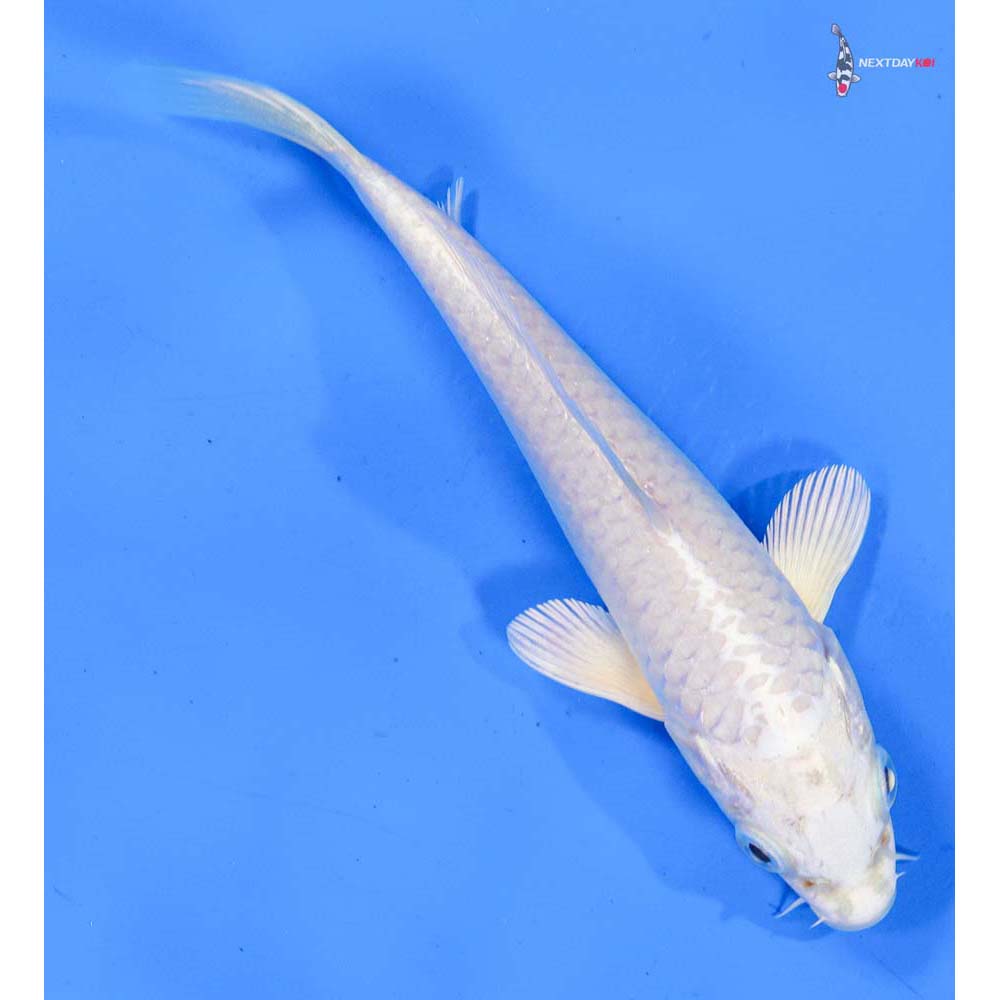 5.5” Imported Platinum Ogon