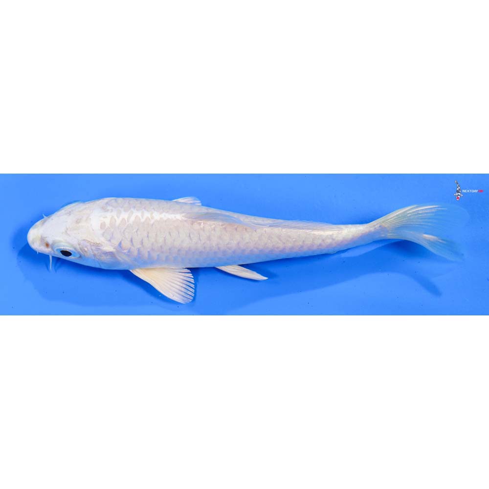 5.5” Imported Platinum Ogon