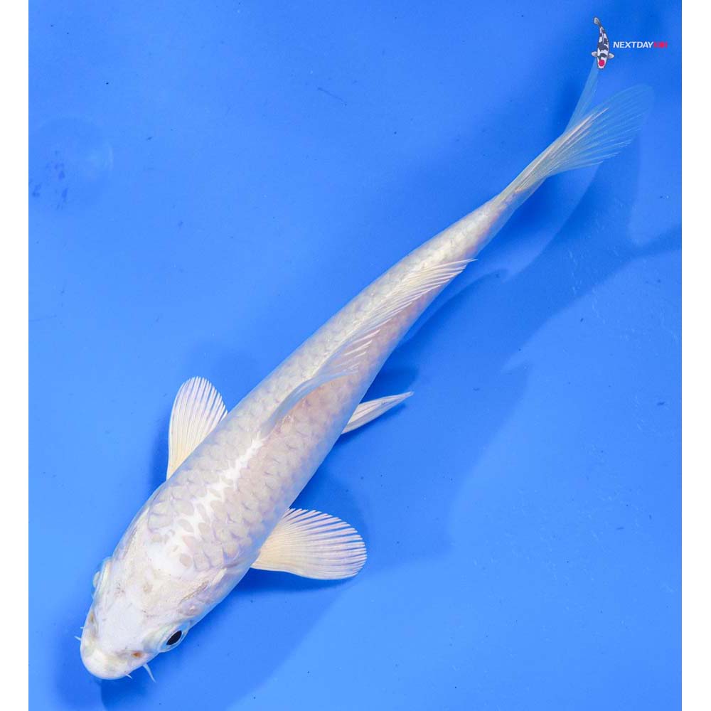 5.5” Imported Platinum Ogon