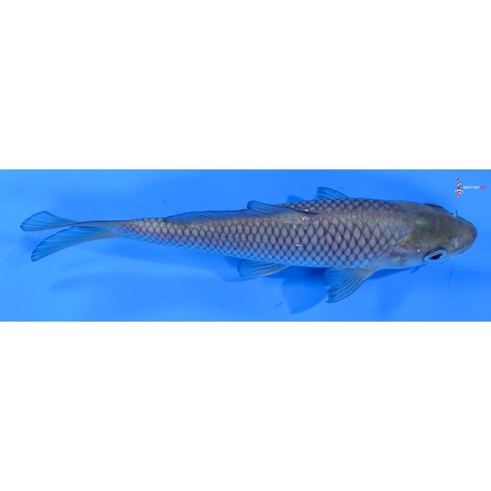 5.5” Imported Soragoi