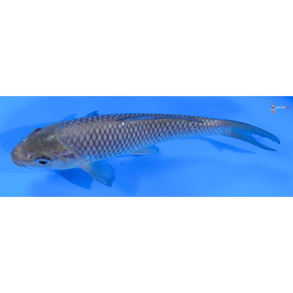 5.5” Imported Soragoi