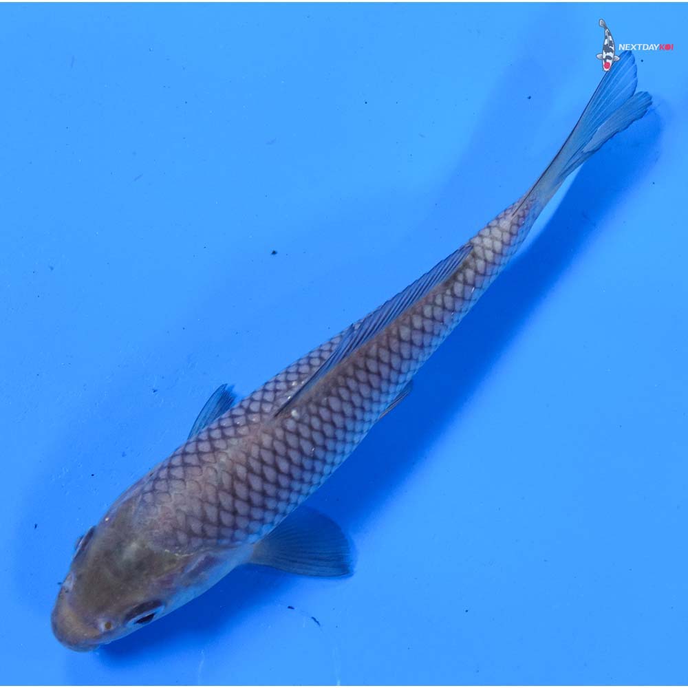 5.5” Imported Soragoi