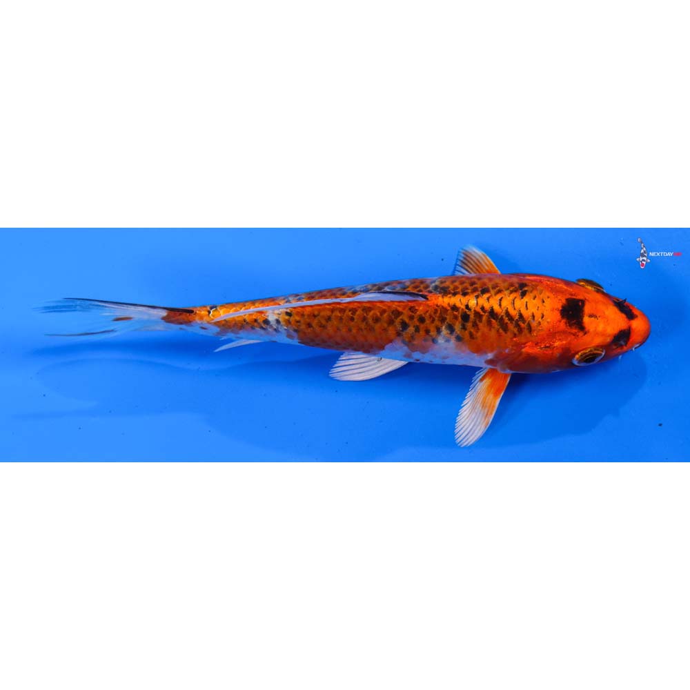 5.5” Imported Kujaku