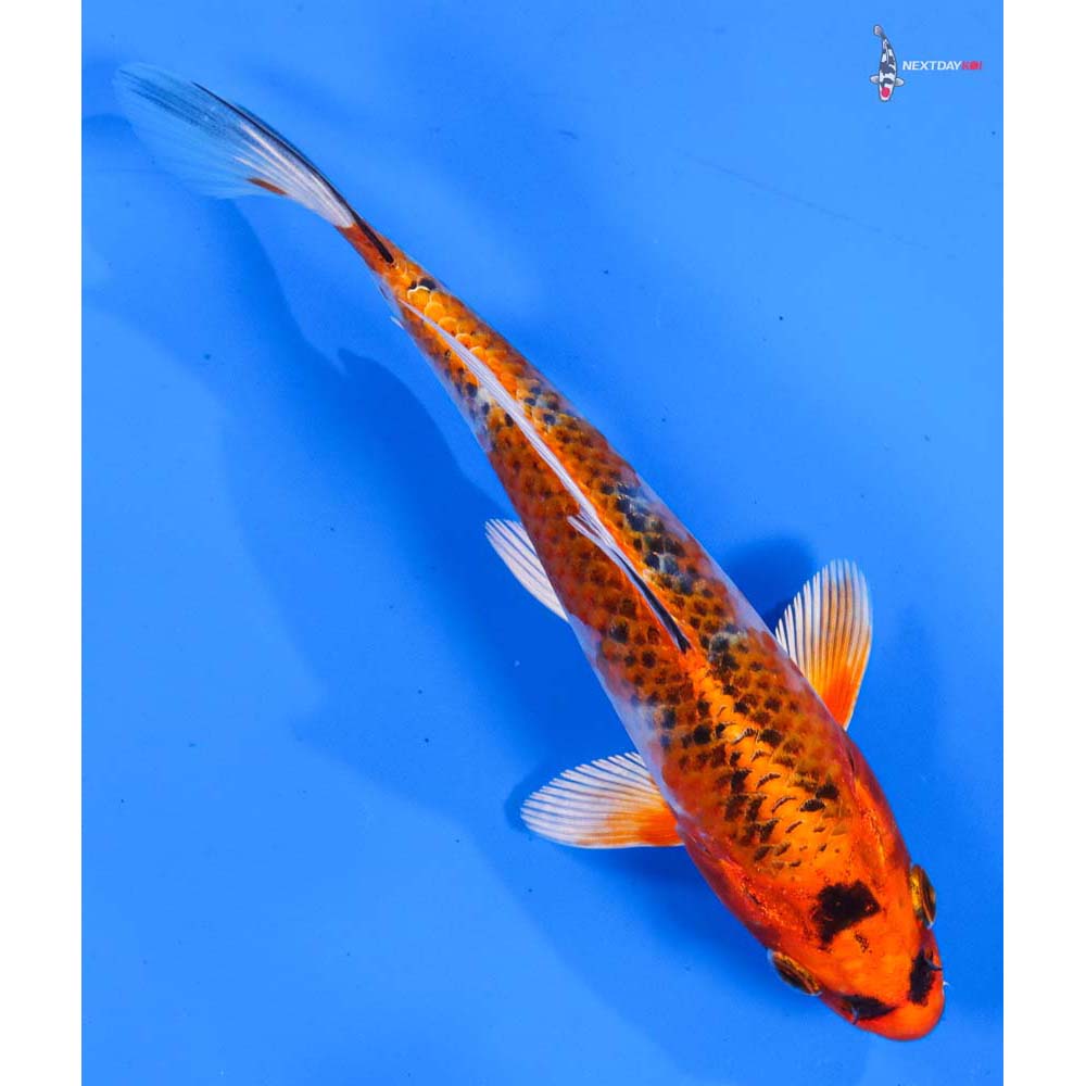 5.5” Imported Kujaku