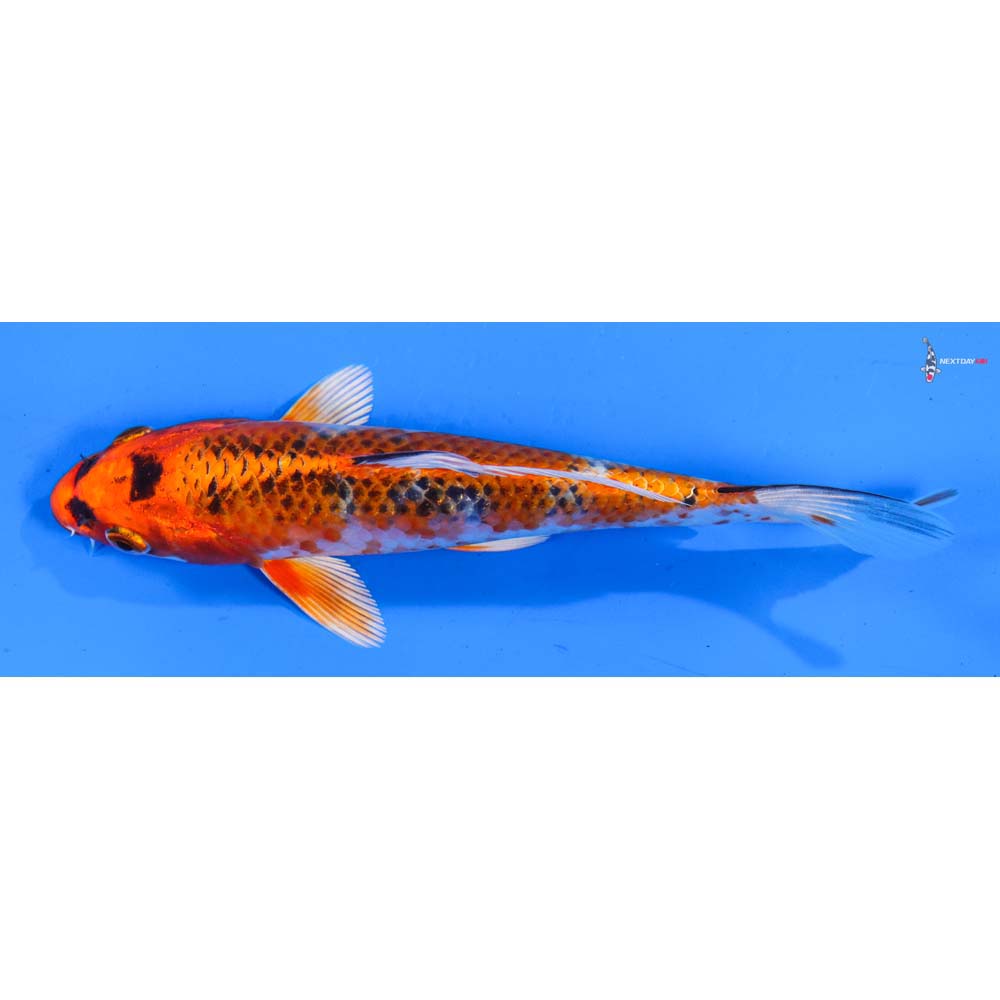 5.5” Imported Kujaku