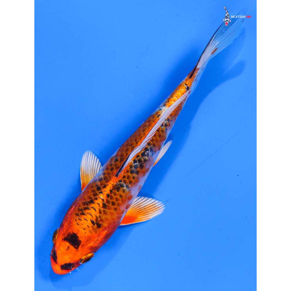5.5” Imported Kujaku