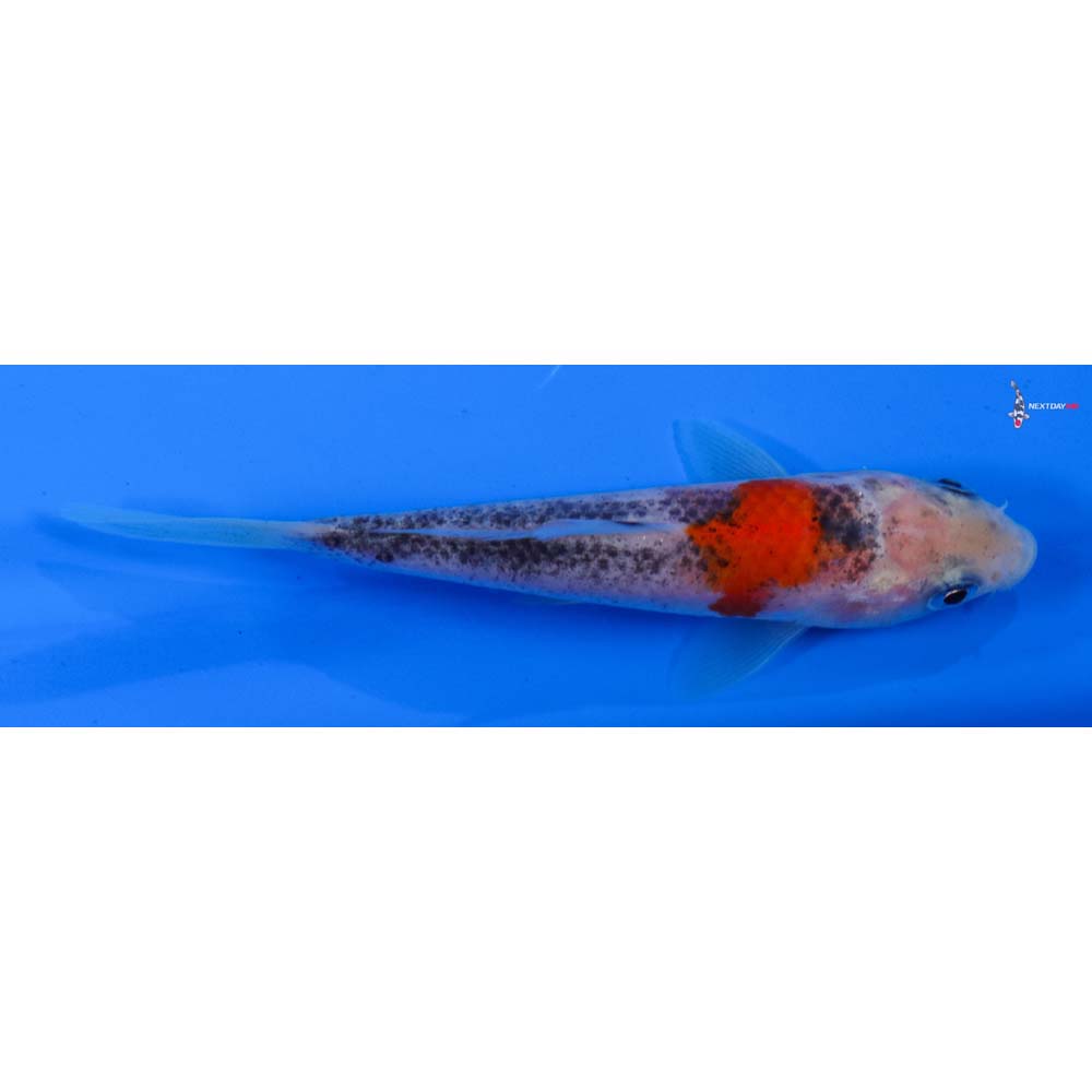 4” Imported Goshiki