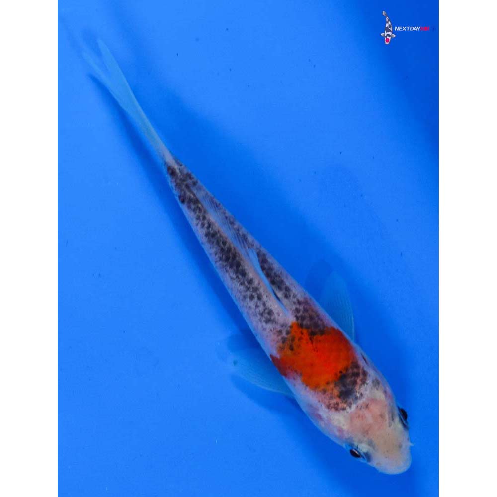 4” Imported Goshiki