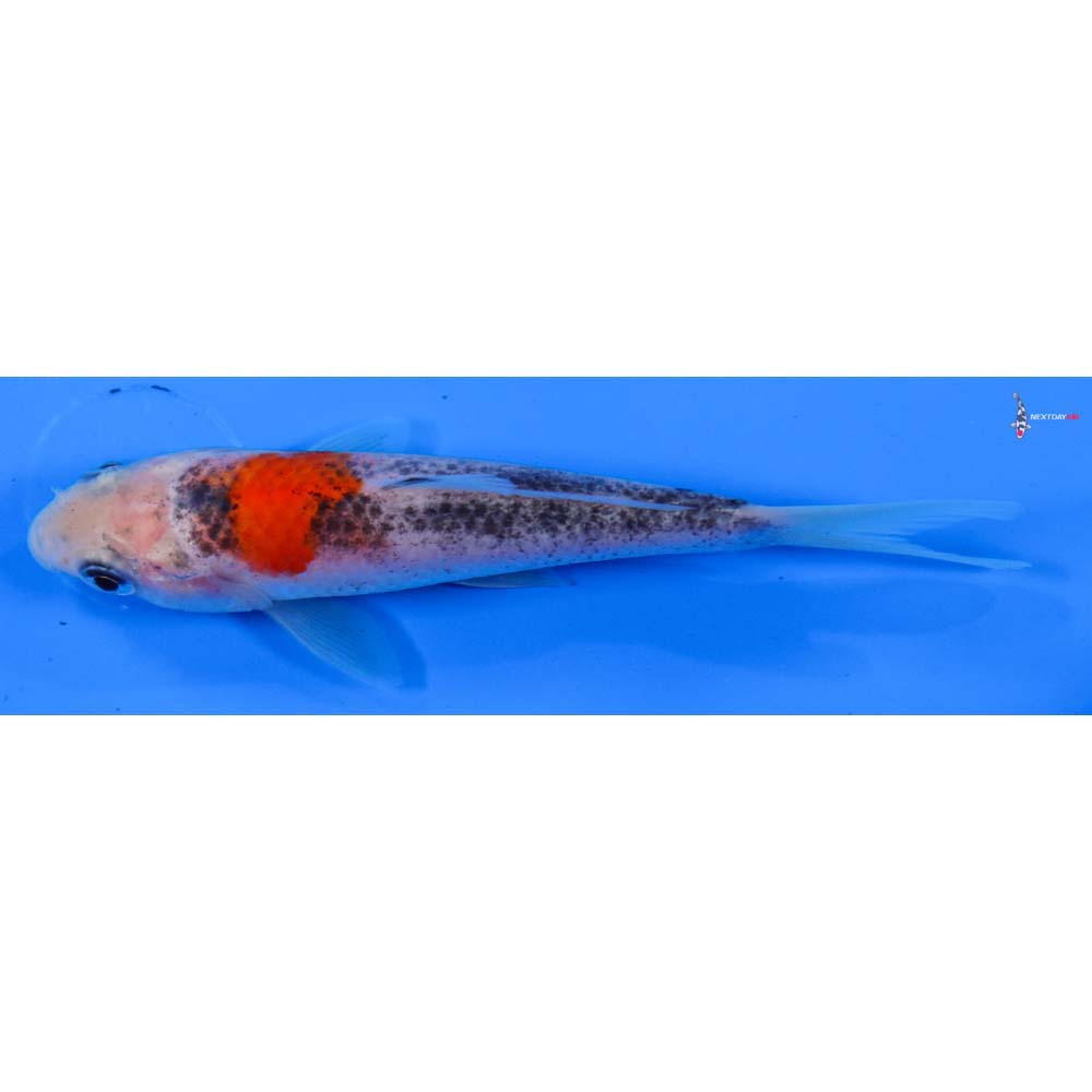 4” Imported Goshiki