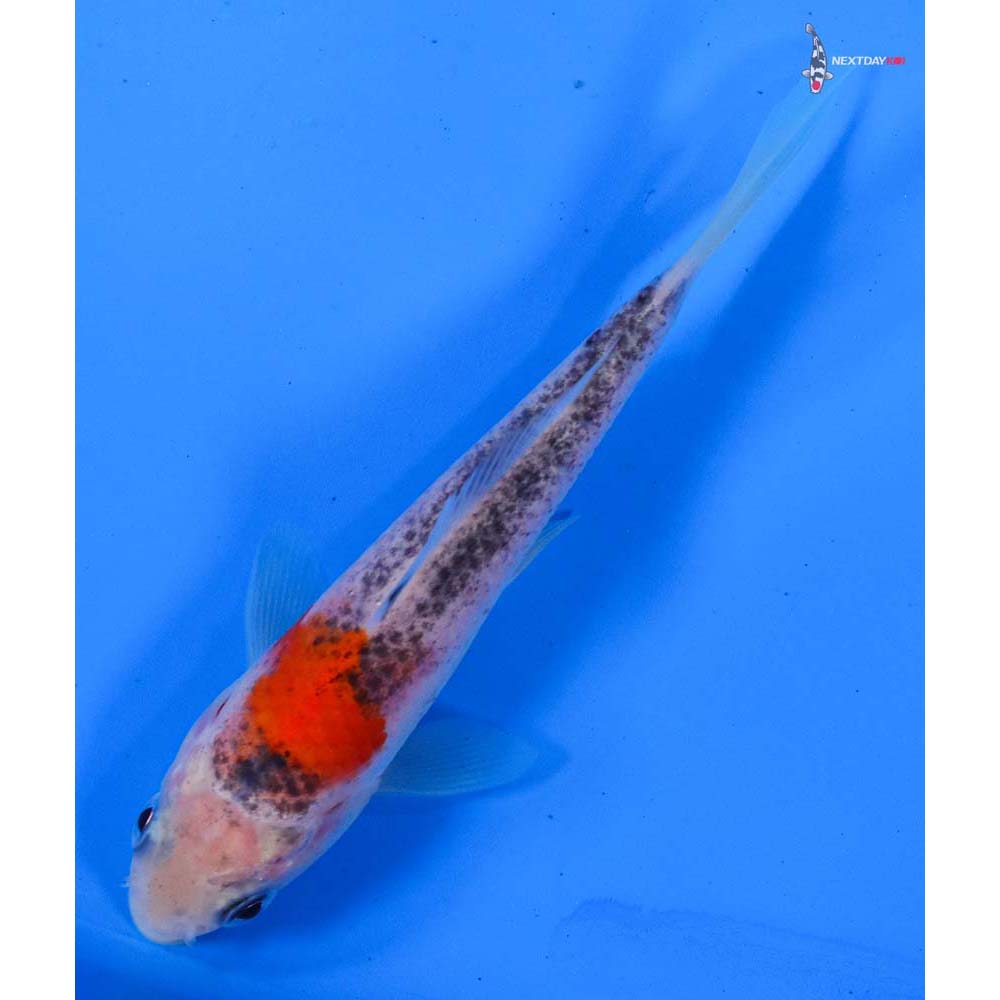 4” Imported Goshiki