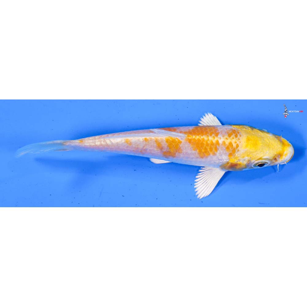 4” Imported Lemon Hariwake