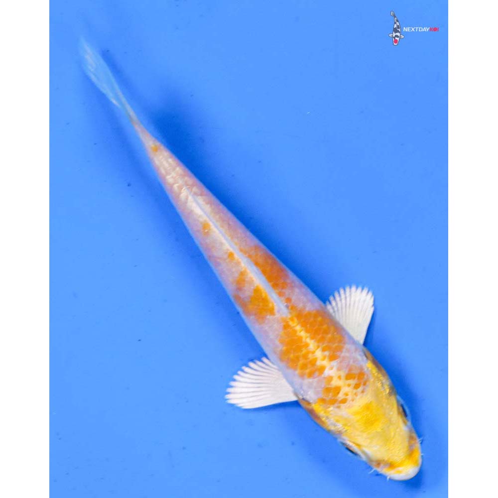4” Imported Lemon Hariwake