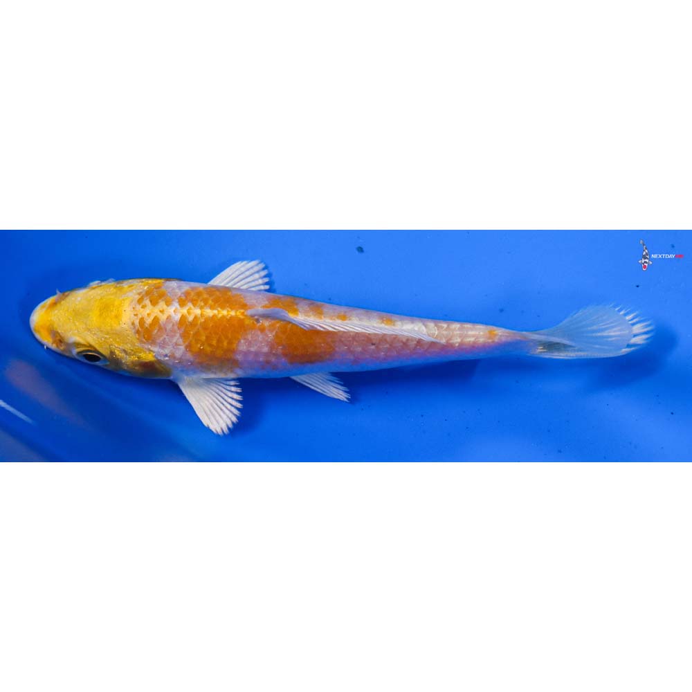 4” Imported Lemon Hariwake