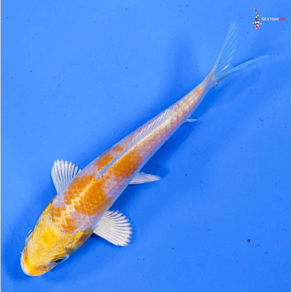 4” Imported Lemon Hariwake