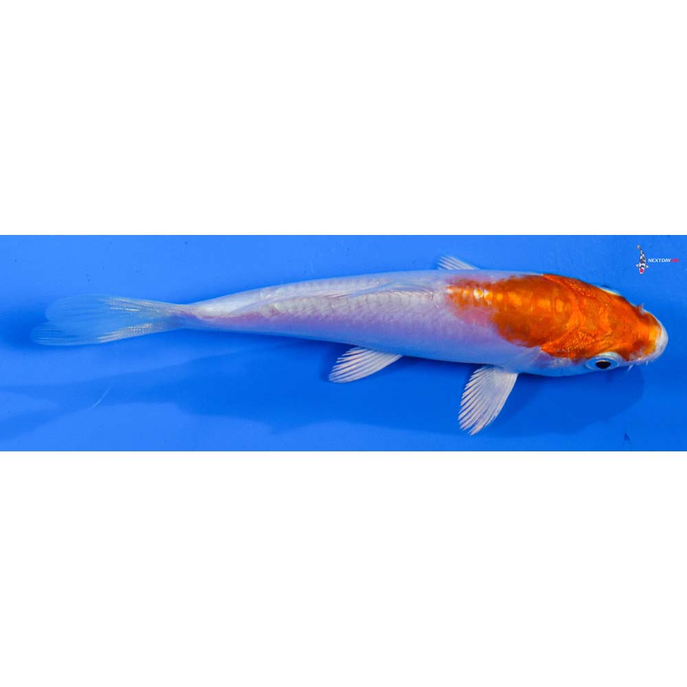 4.5” Imported Kikusui