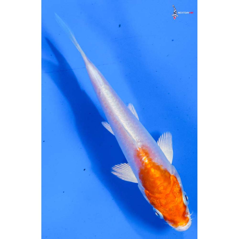 4.5” Imported Kikusui