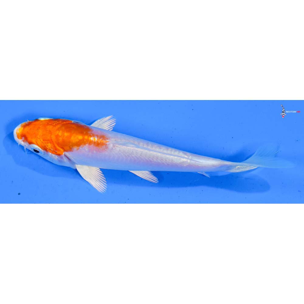 4.5” Imported Kikusui