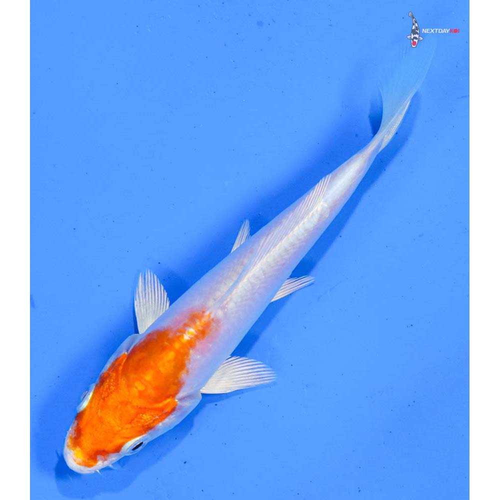 4.5” Imported Kikusui