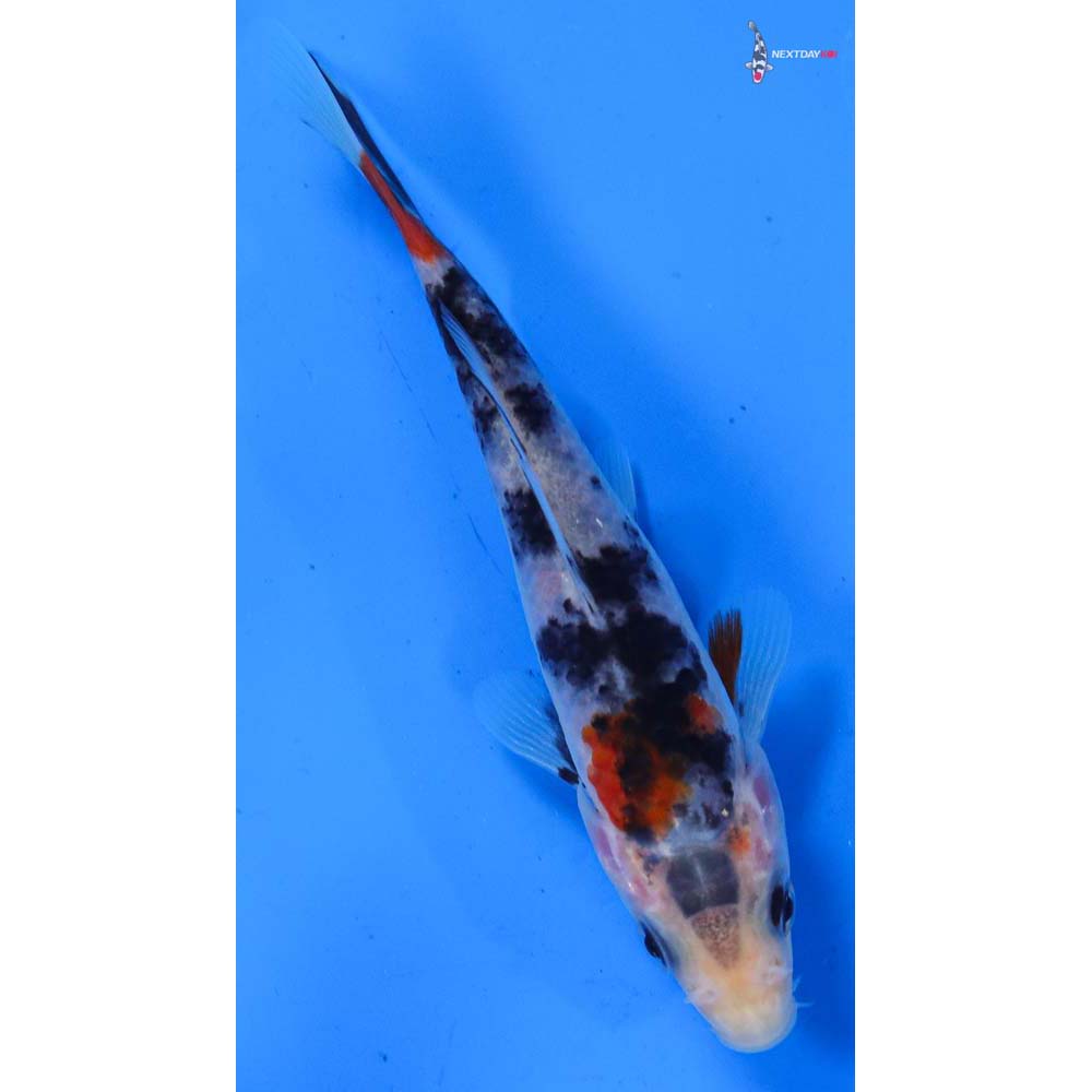 4.5” Imported Sanke