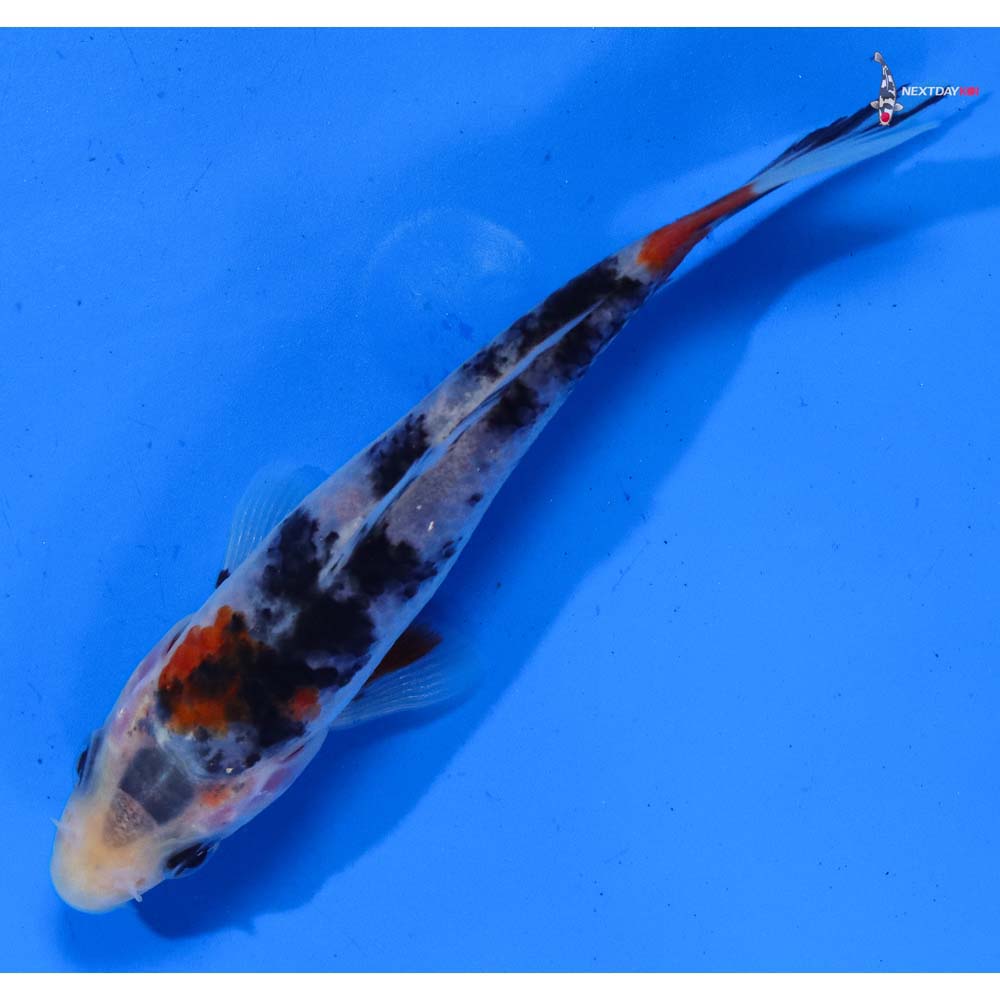 4.5” Imported Sanke