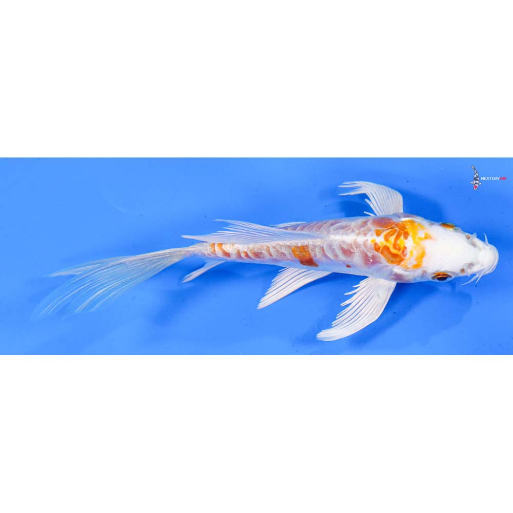 5” Imported Kikusui Butterfly Koi