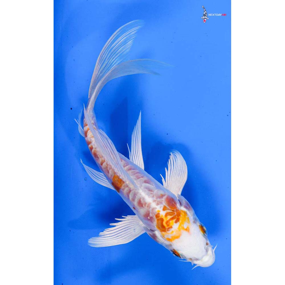 5” Imported Kikusui Butterfly Koi