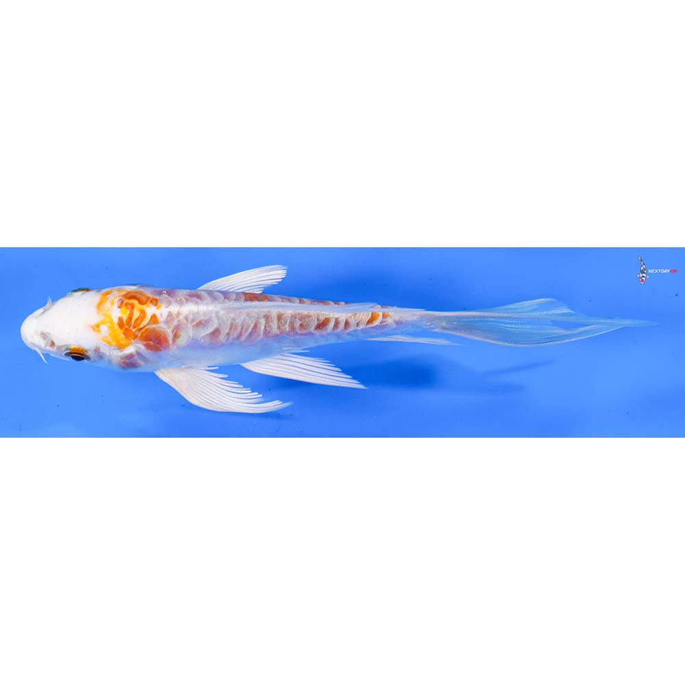 5” Imported Kikusui Butterfly Koi