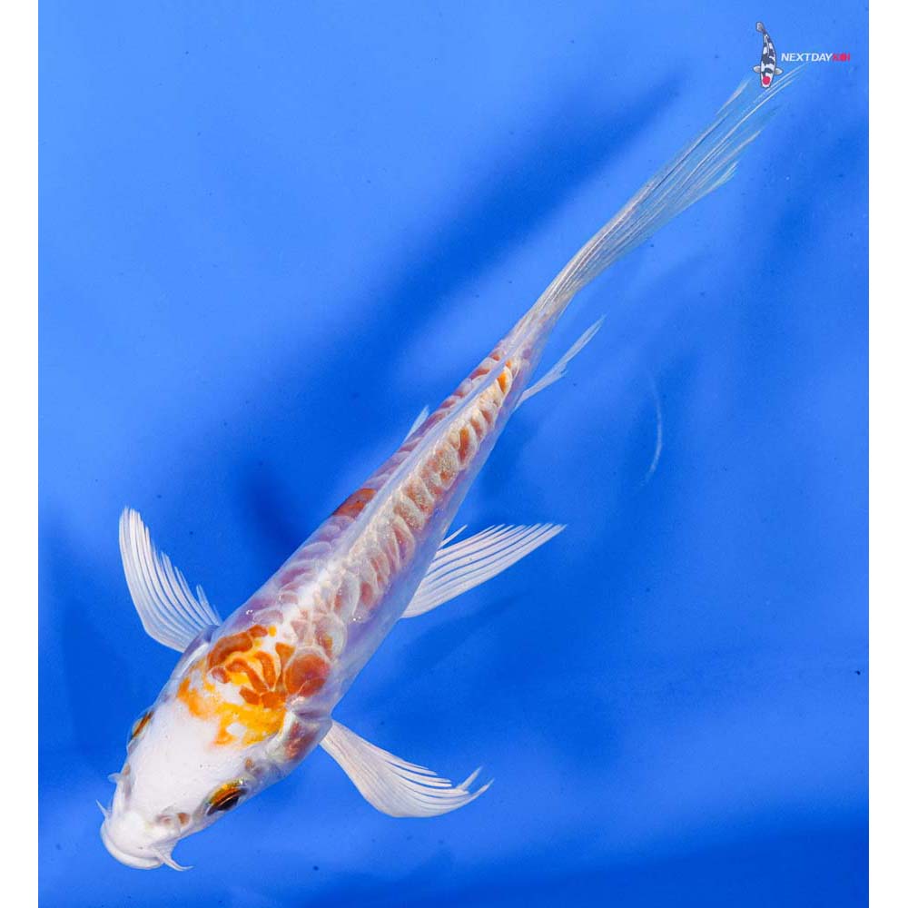 5” Imported Kikusui Butterfly Koi