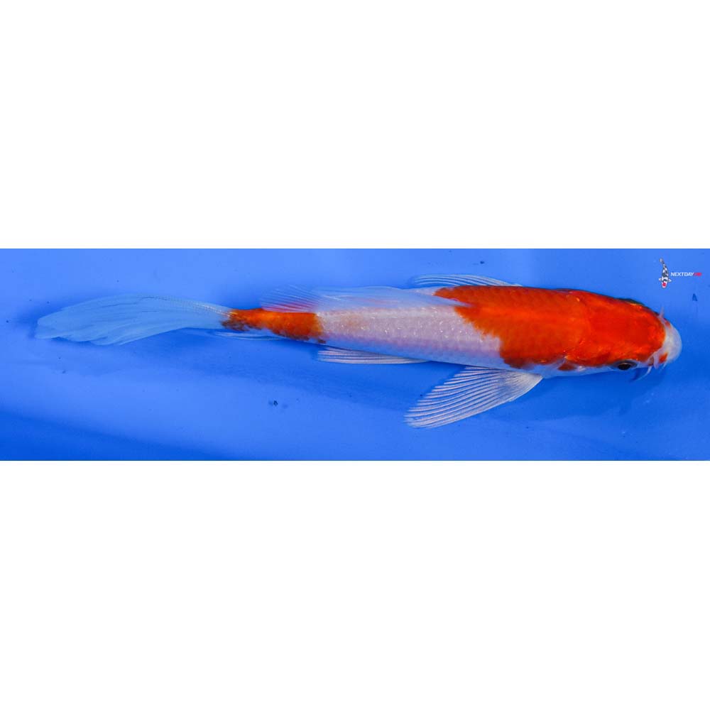 5” Imported Hariwake Butterfly Koi