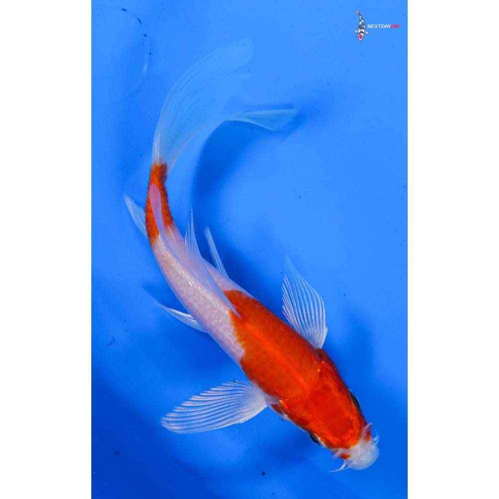 5” Imported Hariwake Butterfly Koi