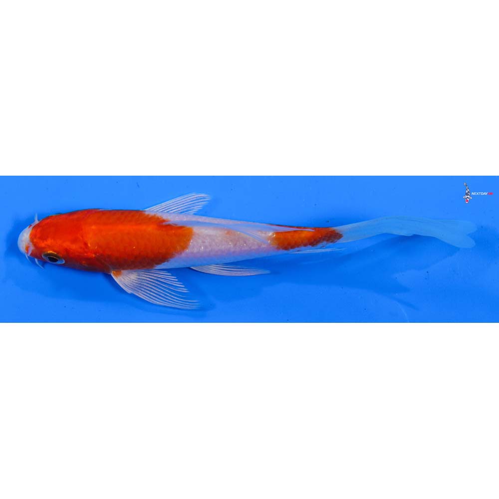 5” Imported Hariwake Butterfly Koi