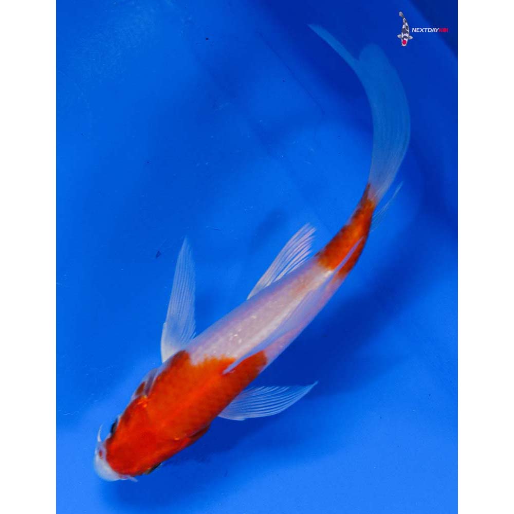 5” Imported Hariwake Butterfly Koi