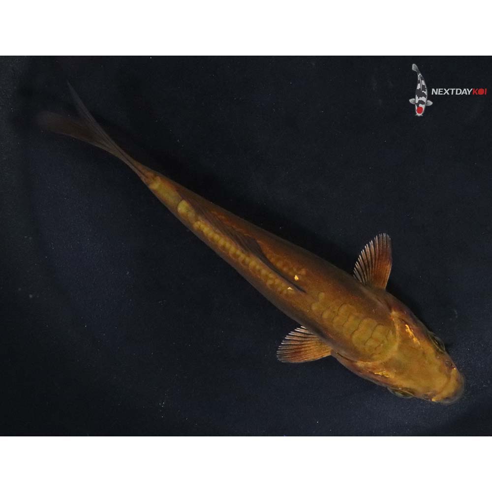 4.5” Imported Doitsu Chagoi