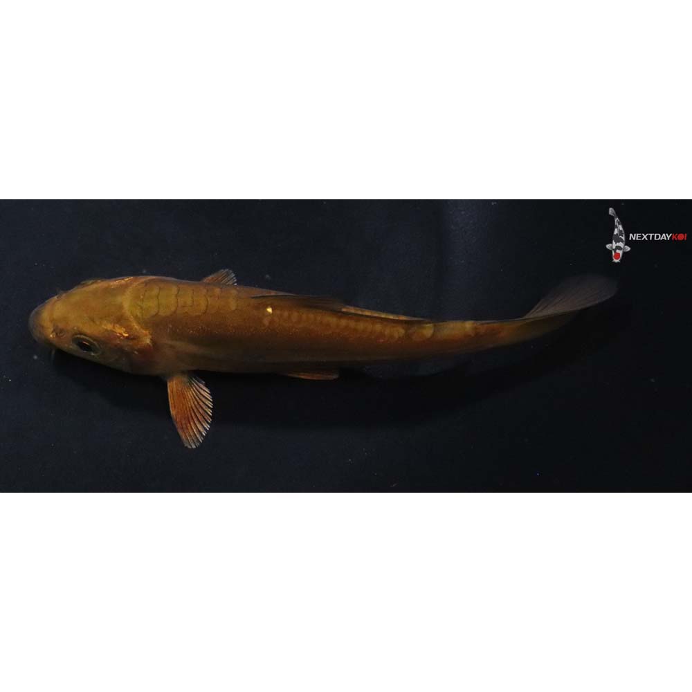 4.5” Imported Doitsu Chagoi