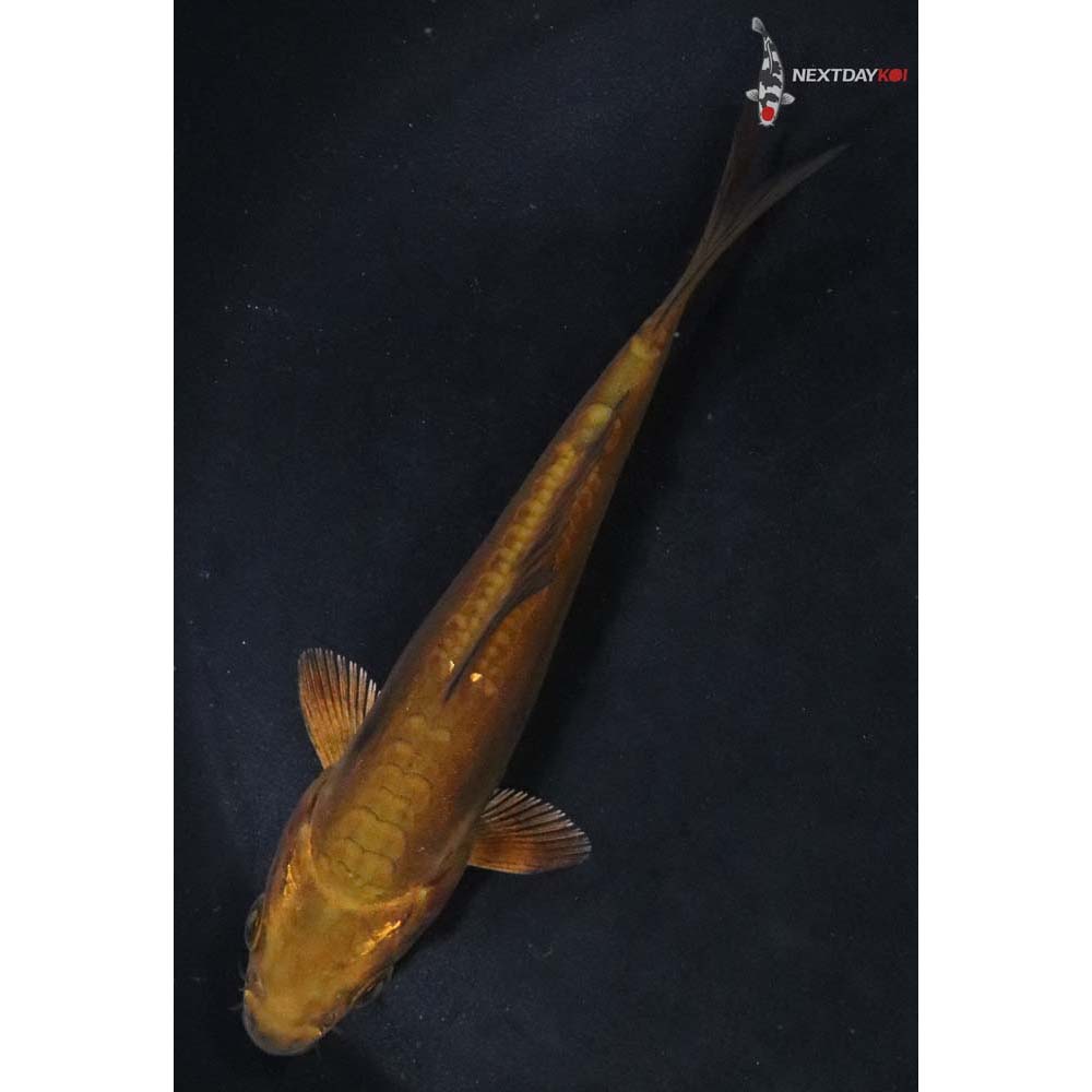 4.5” Imported Doitsu Chagoi