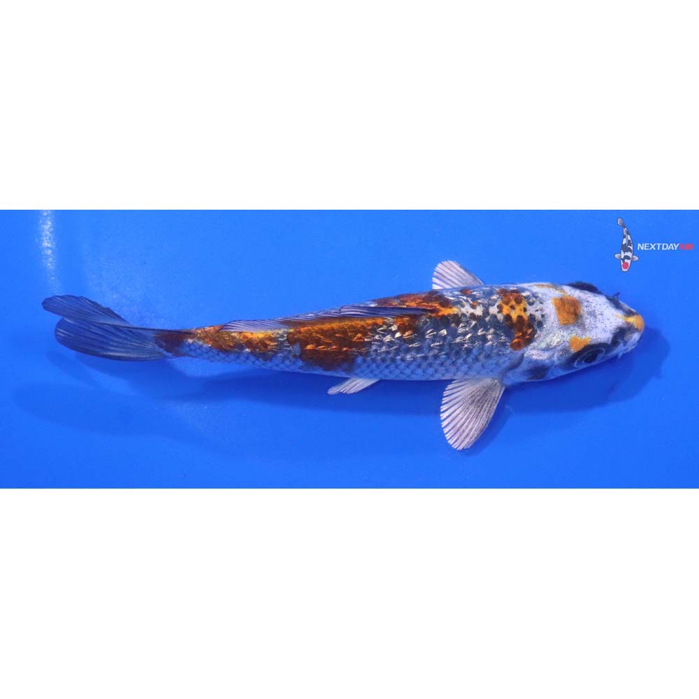5” Imported Gin Rin Kujaku