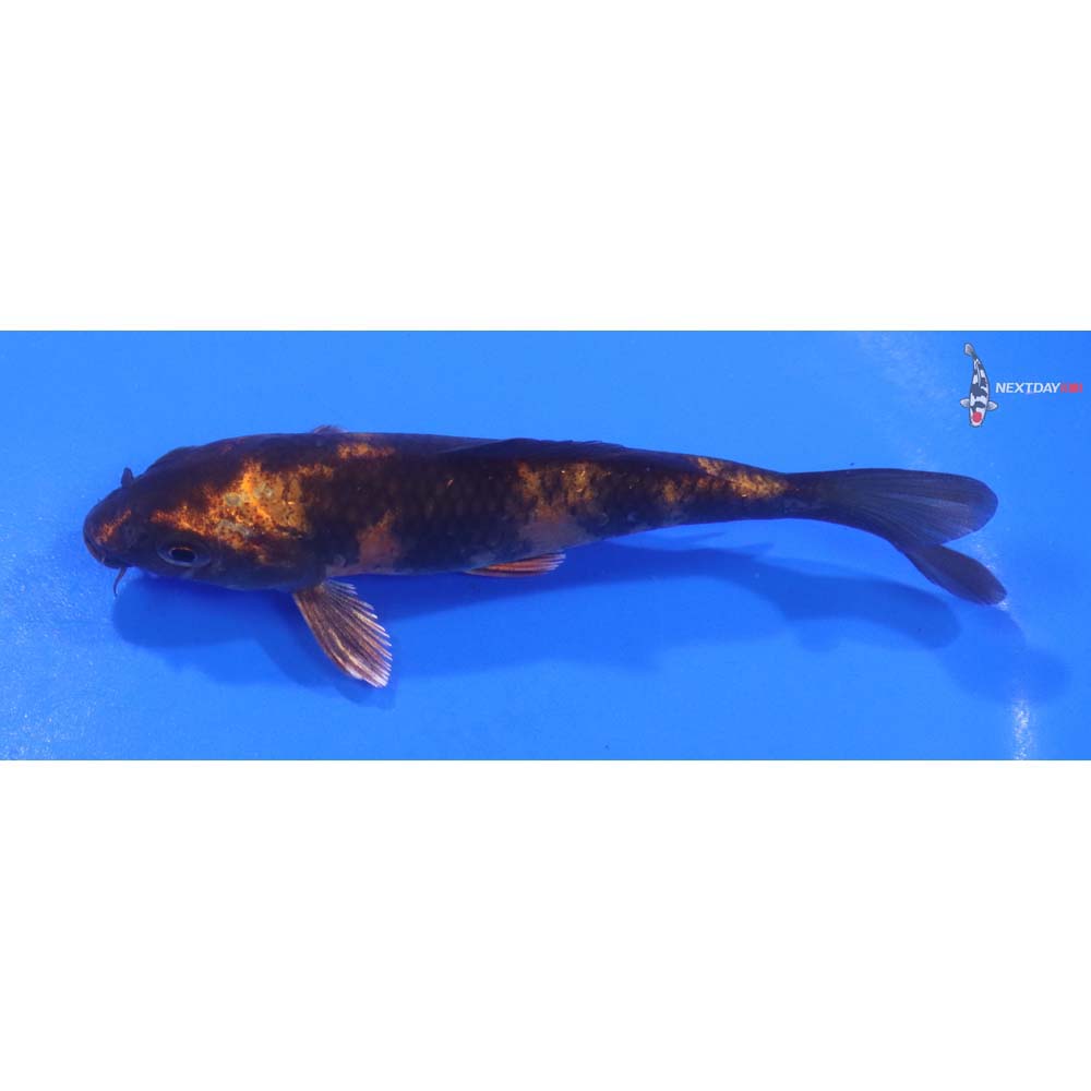 4.5” Imported Kin Hi Utsuri