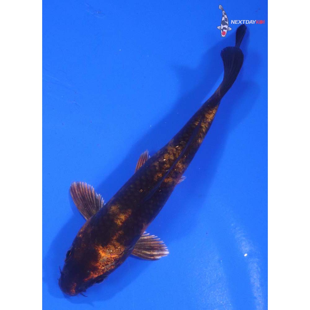 4.5” Imported Kin Hi Utsuri