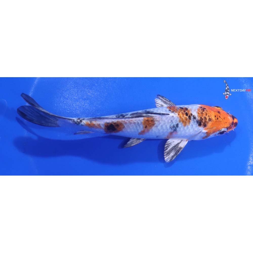 6” Imported Yamato Nishiki