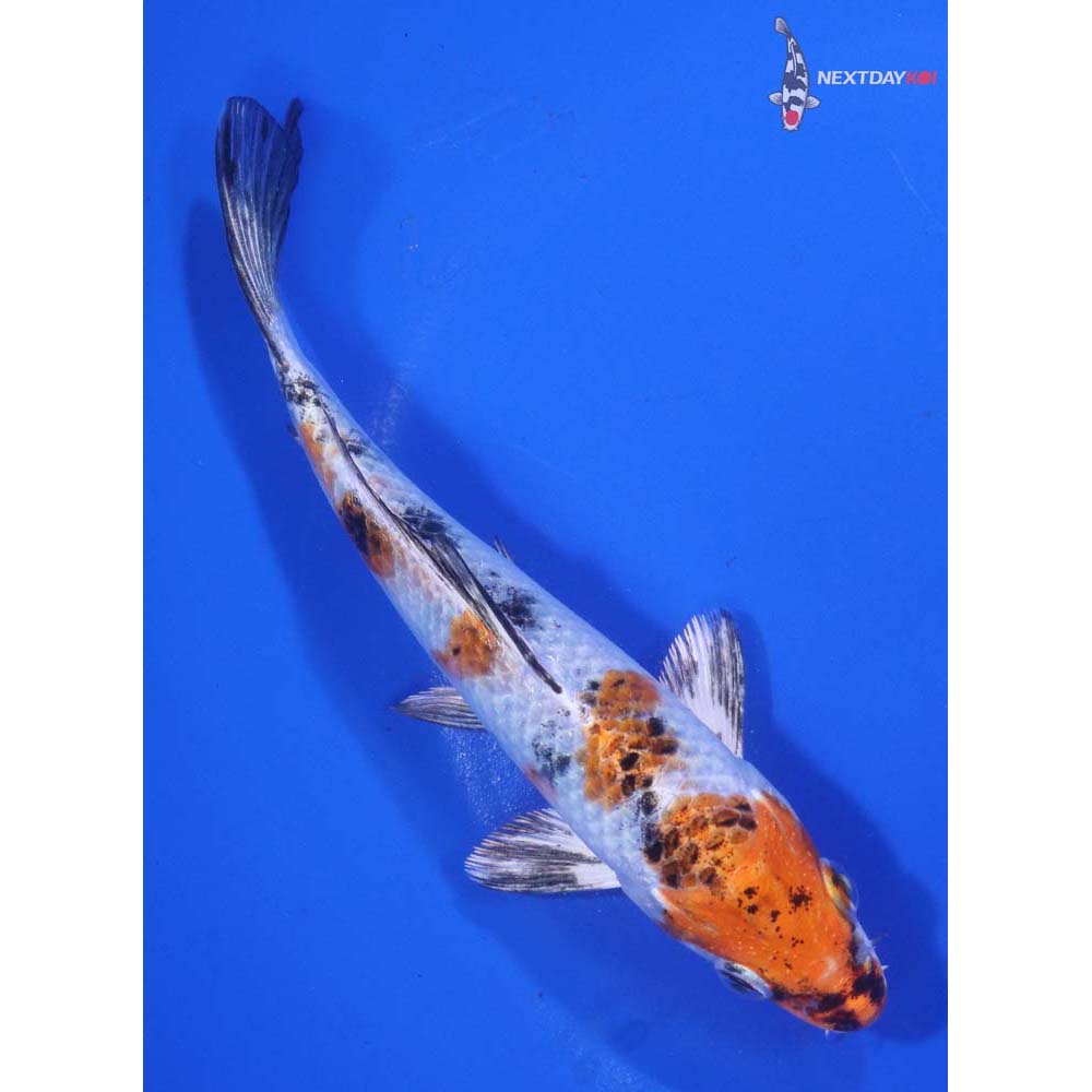 6” Imported Yamato Nishiki