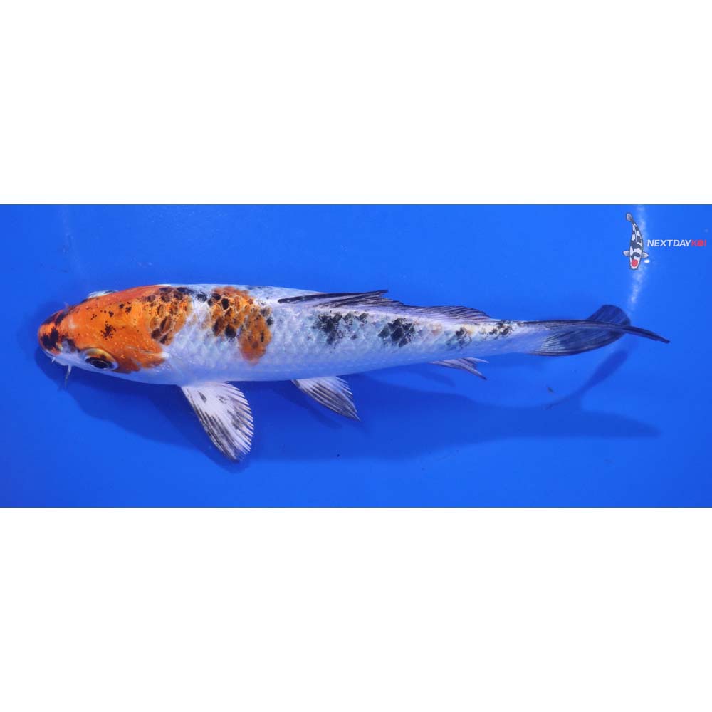 6” Imported Yamato Nishiki