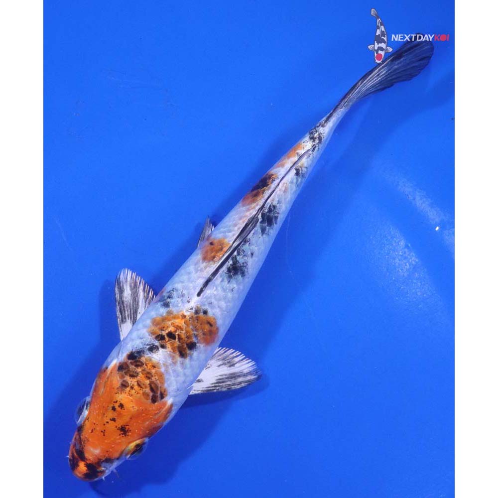 6” Imported Yamato Nishiki