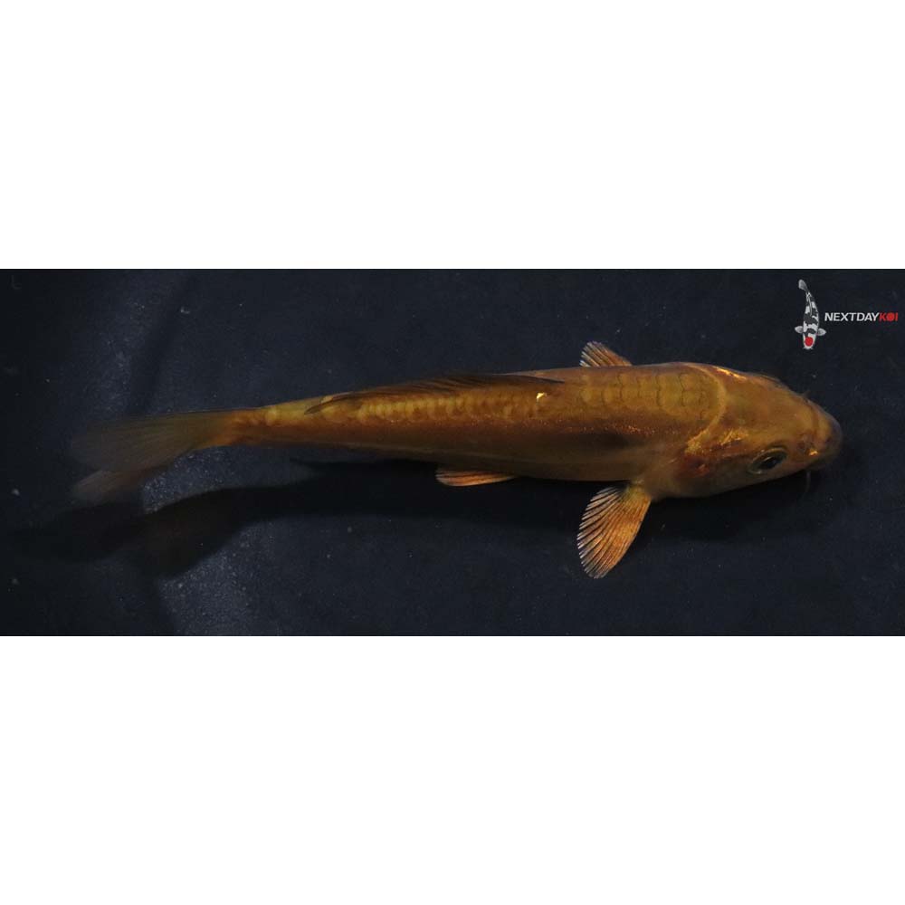 4.5” Imported Doitsu Chagoi