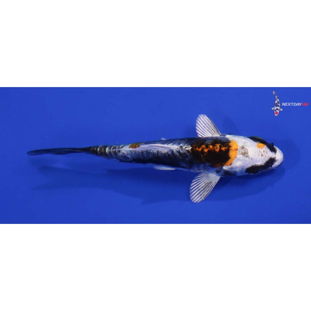 3.5” Imported Kin Kikokuryu