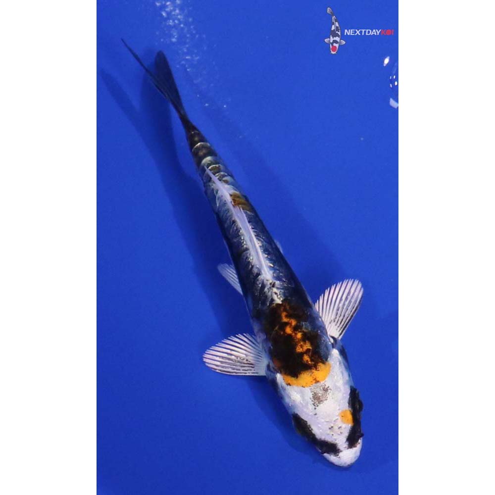 3.5” Imported Kin Kikokuryu